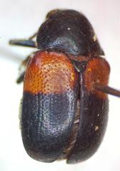 Megalostomis pyropyga