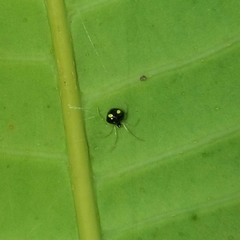 Theridula