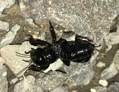 Stenopelmatus minor