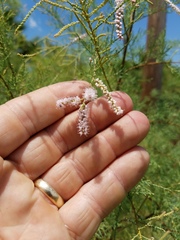 Tamarix chinensis