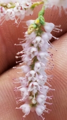 Tamarix chinensis
