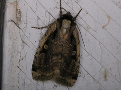 Eueretagrotis sigmoides