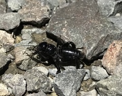 Stenopelmatus minor