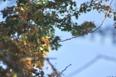 Cynanthus latirostris