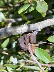 Disholandricus chrysolepidis