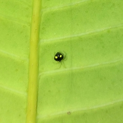 Theridula