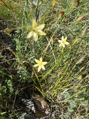 Triteleia ixioides cookii