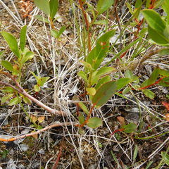 Salix pseudomyrsinites