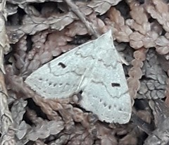 Chytolita morbidalis