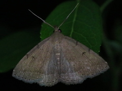 Zanclognatha protumnusalis