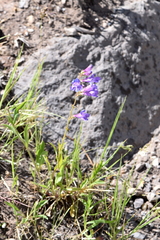 Penstemon subglaber