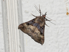 Hypena edictalis