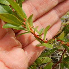 Salix pseudomyrsinites