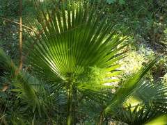 Washingtonia filifera
