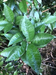 Myrceugenia planipes