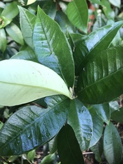 Myrceugenia planipes