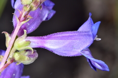 Penstemon subglaber