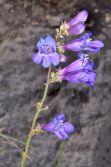 Penstemon subglaber