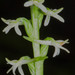 Flat Spurred Piperia - Photo (c) Doug Fraser, some rights reserved (CC BY-NC), uploaded by Doug Fraser