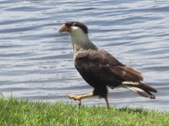 Caracara