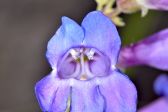 Penstemon subglaber
