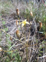 Triteleia ixioides cookii
