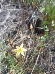 Triteleia ixioides cookii