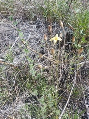 Triteleia ixioides cookii