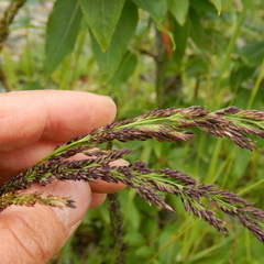 Calamagrostis inexpansa