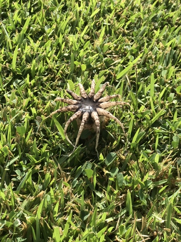 Lysurus arachnoideus, 2020-07-10