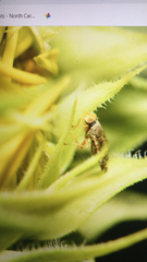 Neotephritis finalis