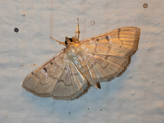 Herpetogramma theseusalis