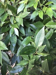 Laureliopsis philippiana