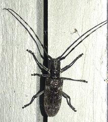 Monochamus maculosus
