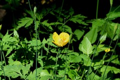 Papaver cambricum