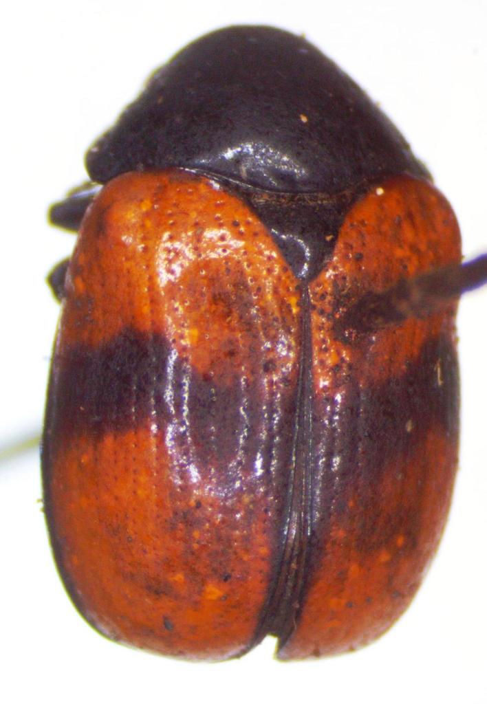 Urodera crucifera