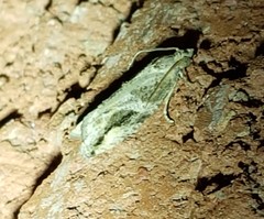 Proteoteras crescentana