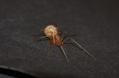 Scytodes univittata