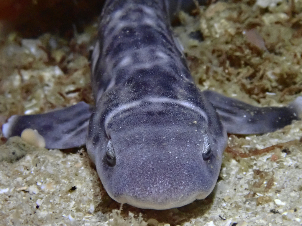 Atelomycterus