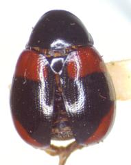 Urodera