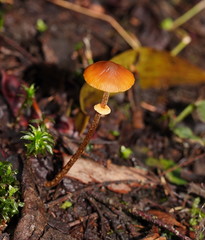 Conocybe filaris