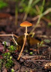 Conocybe filaris