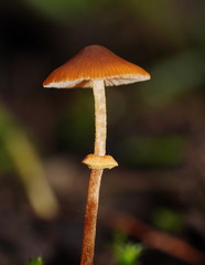 Conocybe filaris