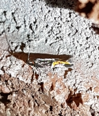 Enchrysa dissectella