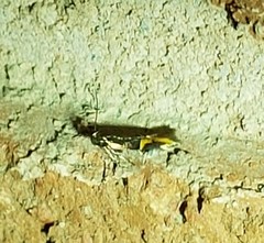 Enchrysa dissectella