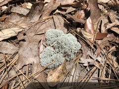 Cladonia evansii