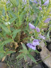 Penstemon venustus