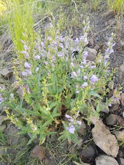 Penstemon venustus
