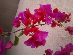 Bougainvillea