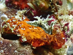 Goniodoris joubini